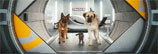 Cats and Dogs
