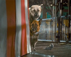 Cats and Dogs - James Bond für Kinder