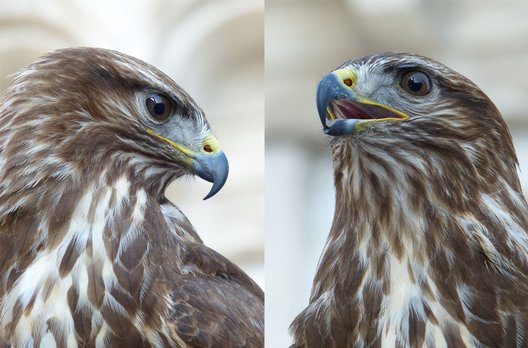 Beispielfoto FZ200: Das starke Zoom ermöglicht auch bildfüllende Details wie diese Vogelporträts aus ca 2.5 Meter