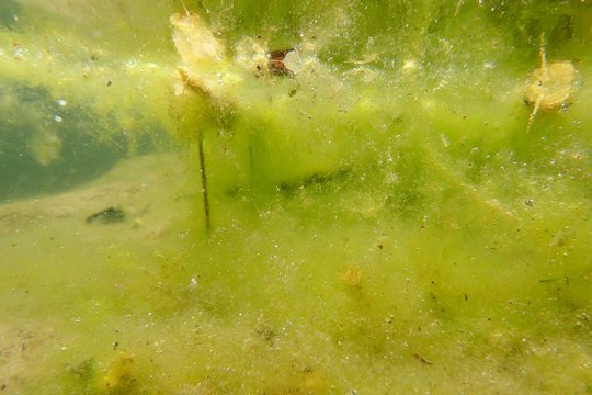 Und gleich nochmals differenzierte Farbabstufung bei einer Unterwasser-Aufnahme. Die Algen hinterlassen jedoch mehr den Eindruck eines Gemäldes als den von Pflanzen.