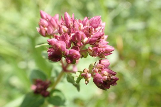 Eindrückliche Aufnahmen sind mit dem Makro-Modus möglich, der ein herangehen bis auf 1 cm ans Objekt erlaubt.