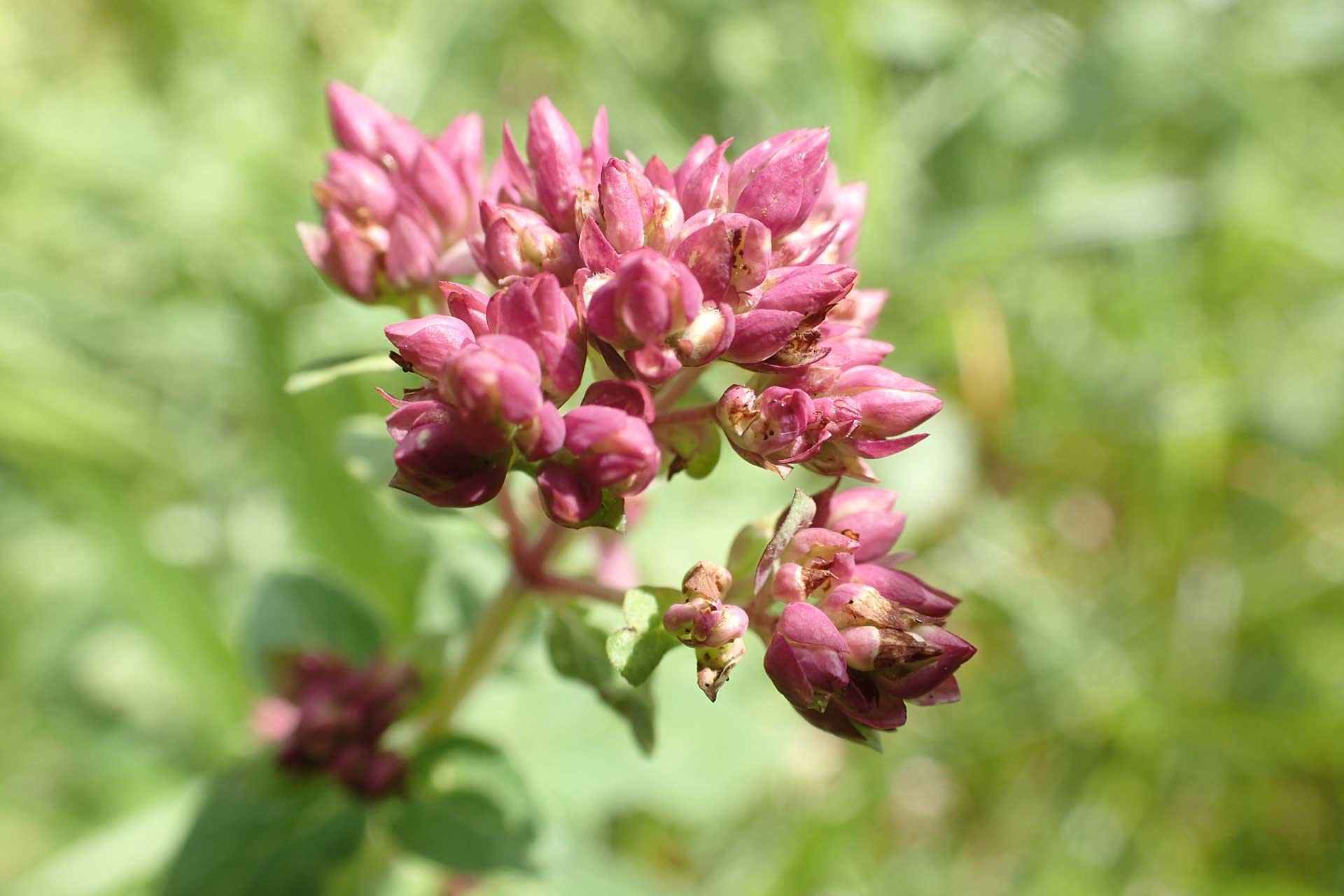 Eindrückliche Aufnahmen sind mit dem Makro-Modus möglich, der ein herangehen bis auf 1 cm ans Objekt erlaubt.