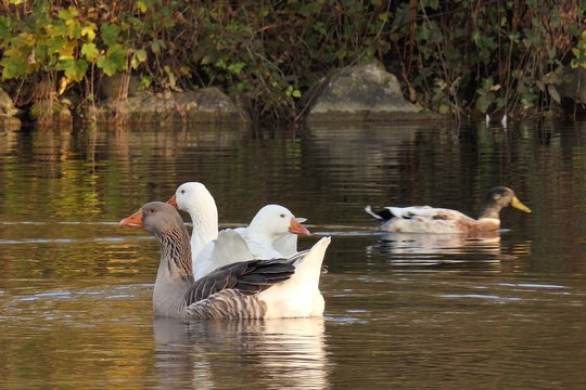 Unbearbeitetes Standbild aus 4K-Videoaufnahmen. Originalvideobildgrösse 3840 x 2160 Pixel, auf 1920 x 1280 skaliert. Panasonic Lumix DMC-FZ2000.