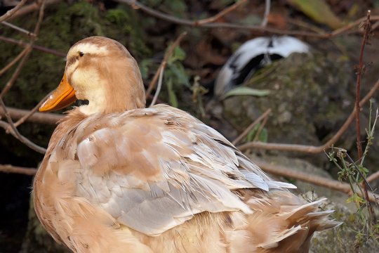 Unbearbeitetes Standbild aus 4K-Videoaufnahmen. Originalvideobildgrösse 3840 x 2160 Pixel, auf 1920 x 1280 skaliert. Panasonic Lumix DMC-FZ2000.