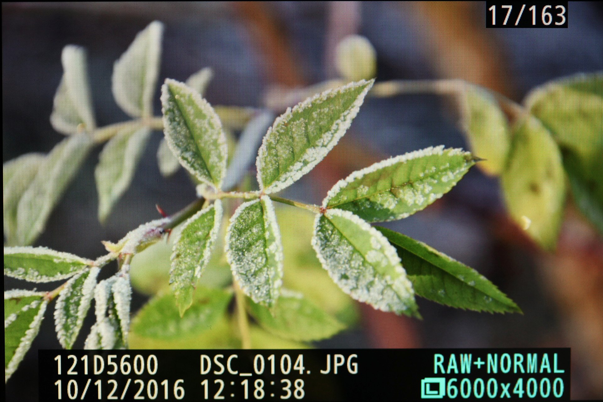 Nikon D5600, Einzelbildwiedergabe in der Standardansicht.