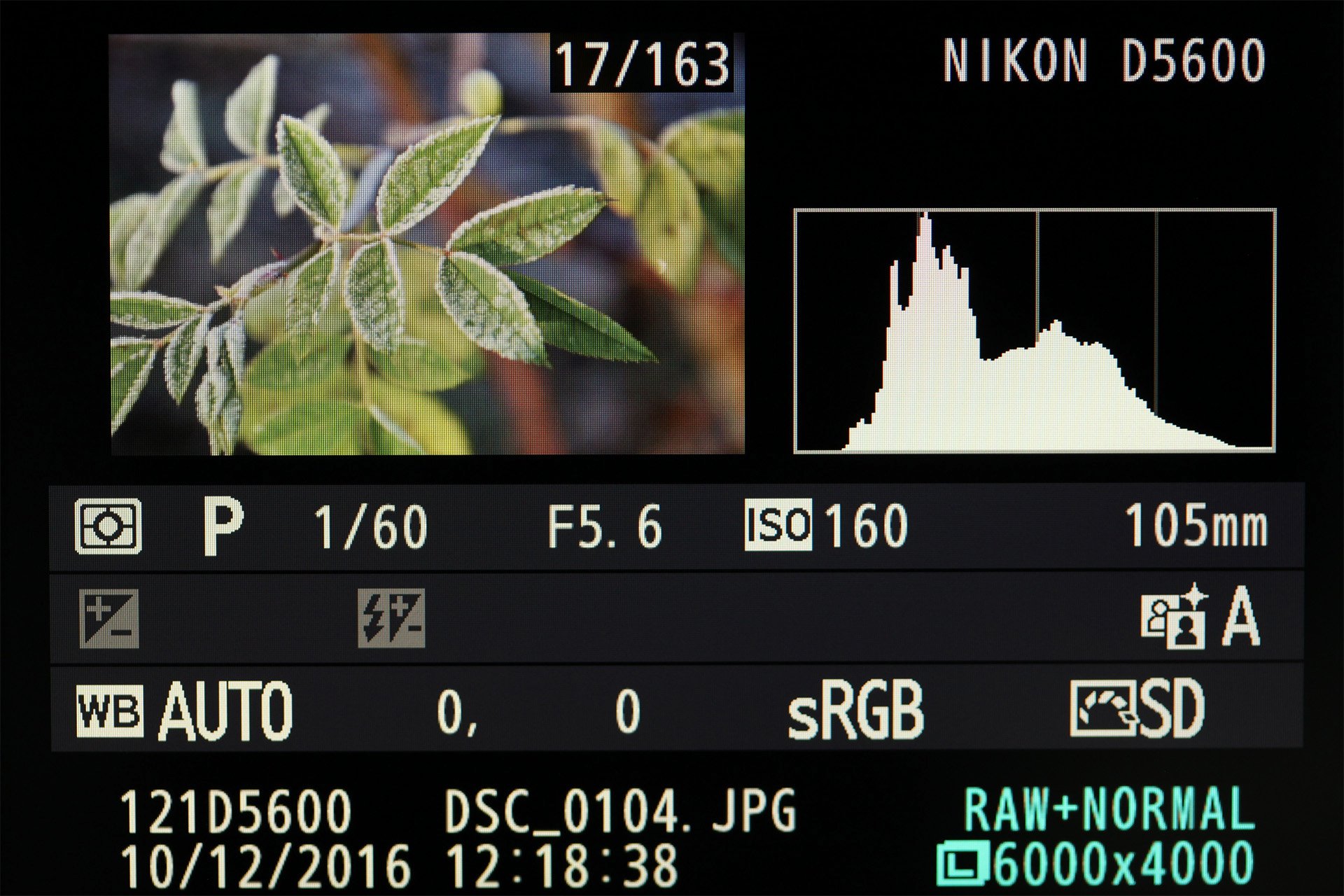 Nikon D5600, Einzelbildwiedergabe mit Histogramm- und Aufnahmedaten-Anzeige.