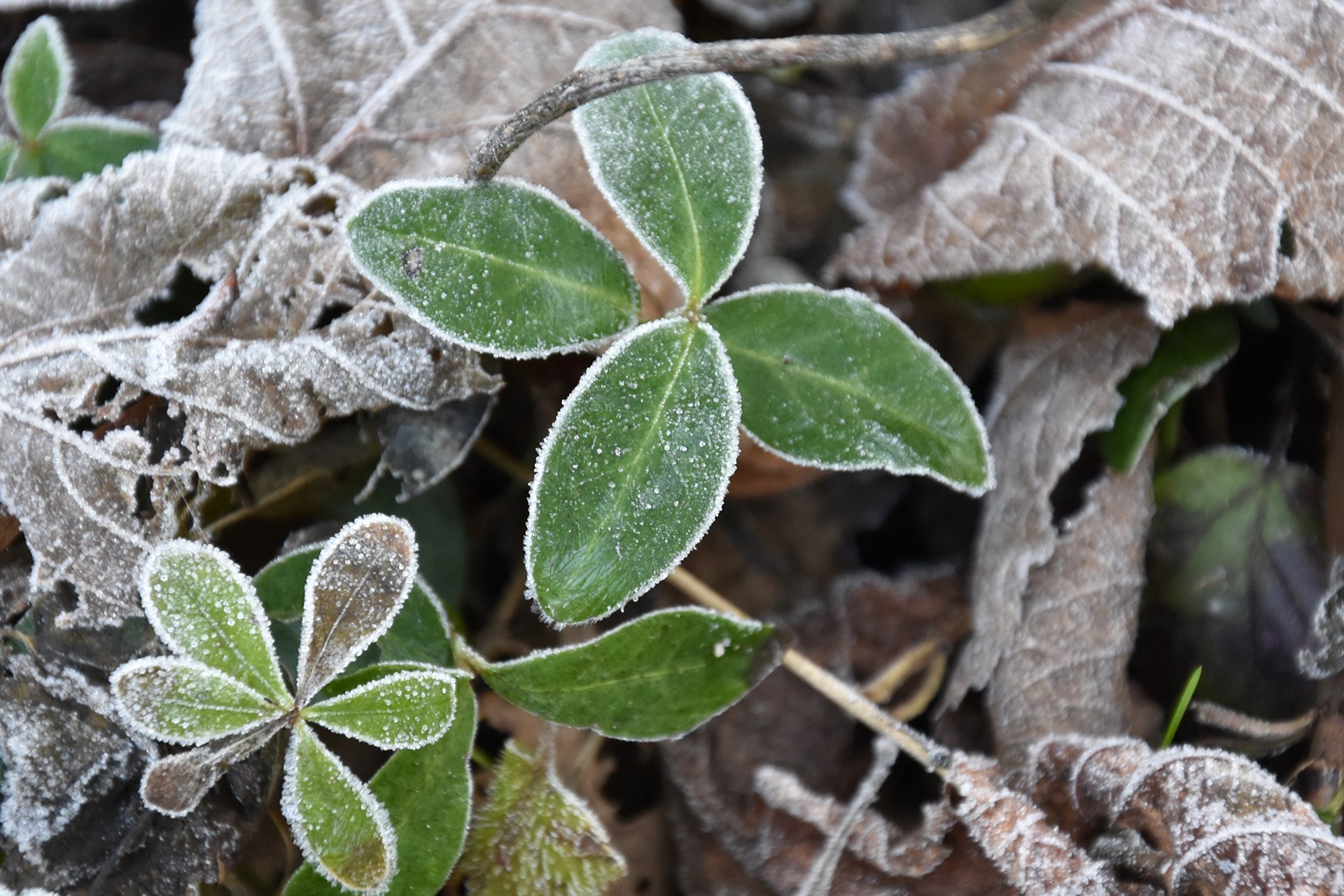 Nikon D5600, unbearbeitetes JPG-Foto, 1/60 Sek, f/5.8, ISO 800.
