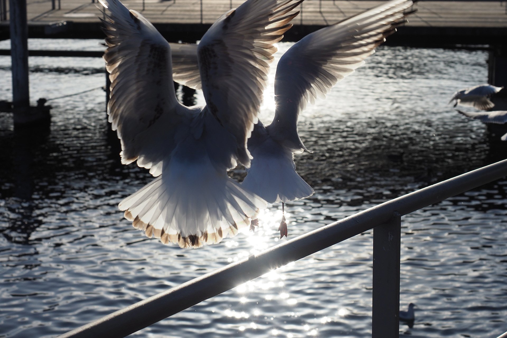 Olympus OM-D E-M1 Mark II, Kit-Objektiv 12 - 40 mm, f/2.8, ISO 200, Blendenautomatik (f/6,3), 1/1250 sec, Spot-Messung, Bild 01.