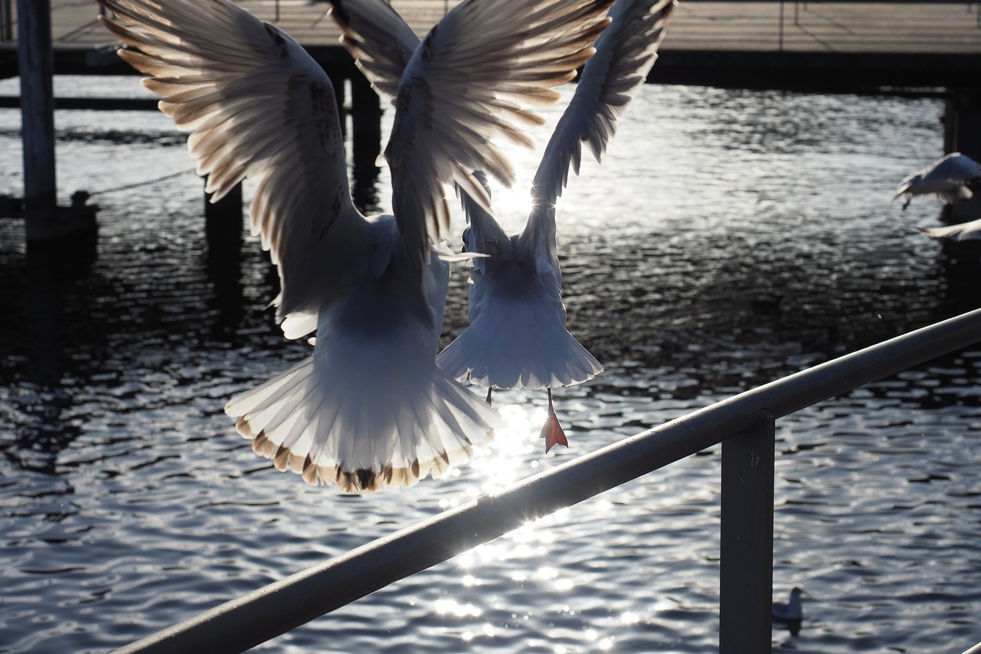 Olympus OM-D E-M1 Mark II, Kit-Objektiv 12 - 40 mm, f/2.8, ISO 200, Blendenautomatik (f/6,3), 1/1250 sec, Spot-Messung, Bild 02.