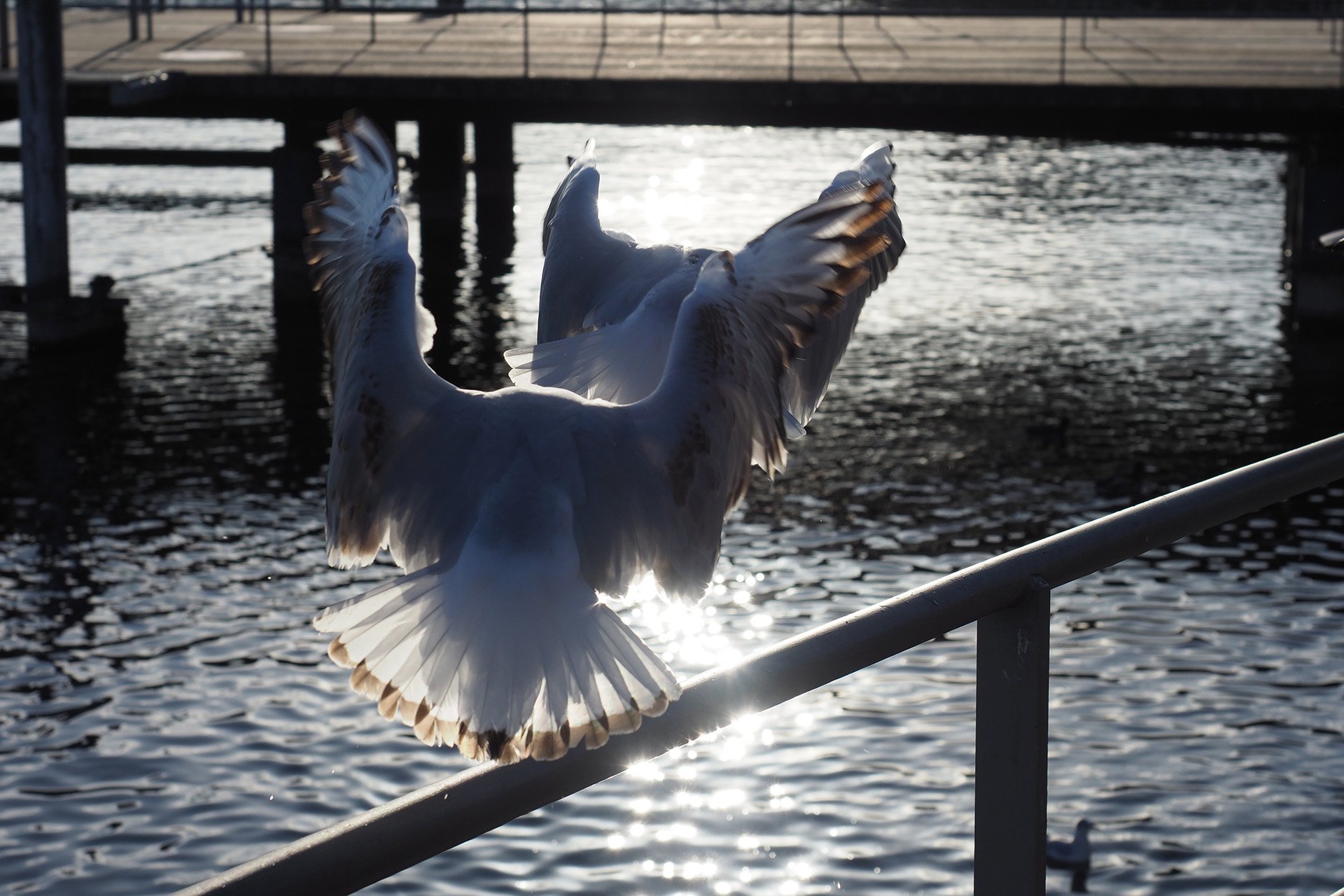 Olympus OM-D E-M1 Mark II, Kit-Objektiv 12 - 40 mm, f/2.8, ISO 200, Blendenautomatik (f/6,3), 1/1250 sec, Spot-Messung, Bild 03.