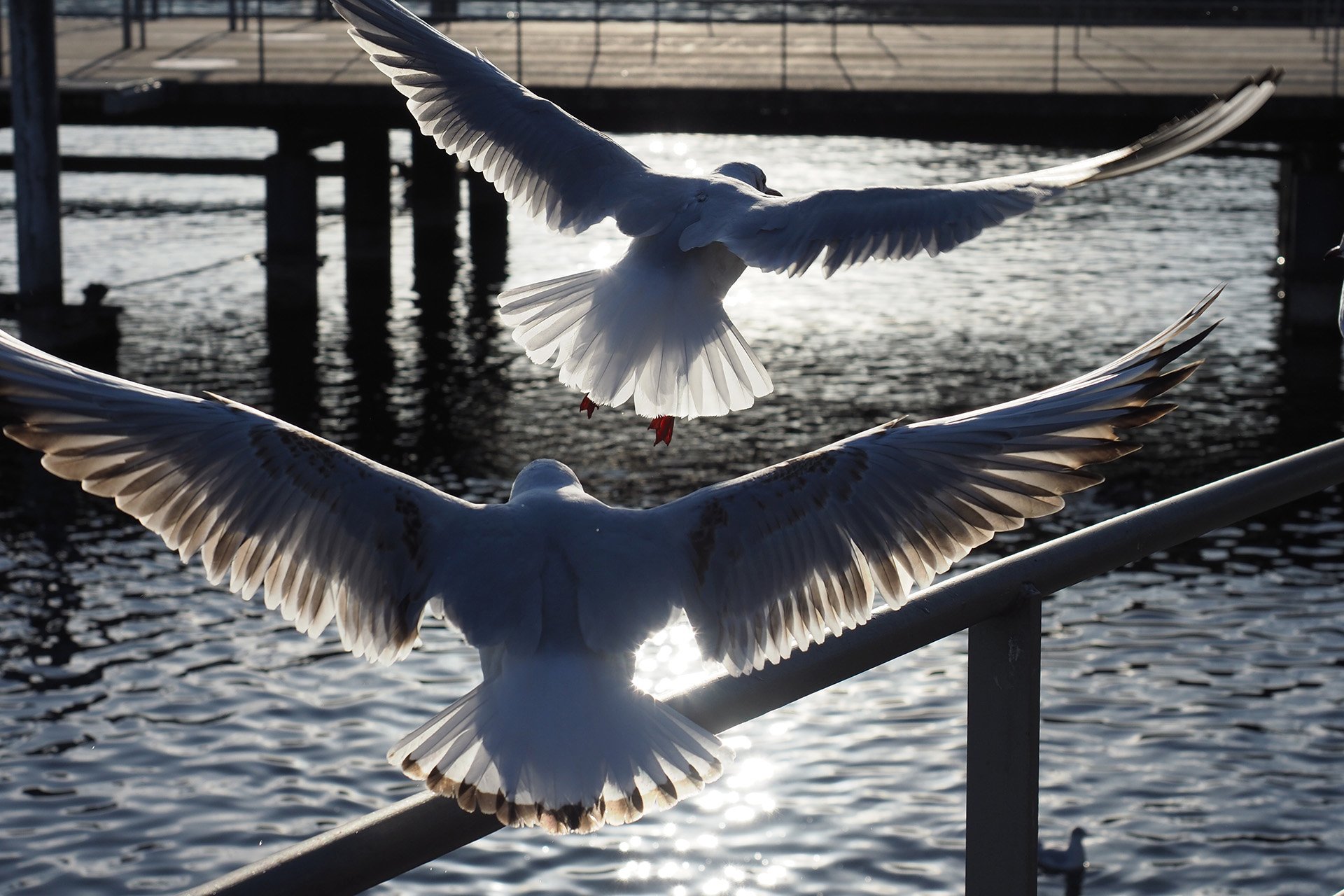 Olympus OM-D E-M1 Mark II, Kit-Objektiv 12 - 40 mm, f/2.8, ISO 200, Blendenautomatik (f/6,3), 1/1250 sec, Spot-Messung, Bild 04.