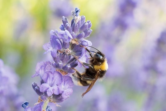 Panasonic GH5 Beispielfoto: Makro-Aufnahme mit Kit-Objektiv, f/5,6, 1/125, ISO 500, Foto Wolf Kramarz.