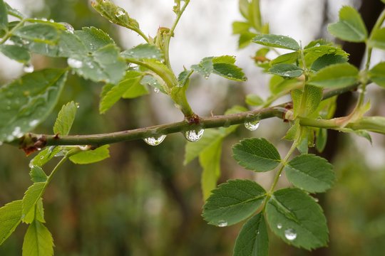 Panasonic GH5 Beispielfoto: Regentropfen im Bild und auf Kamera: f/6,3, 1/160, ISO 200.