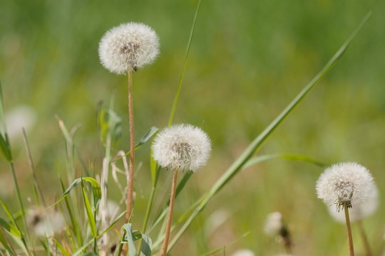 Panasonic GH5 Beispielfoto: Pusteblumen im Wind: f/5,6, 1/800, ISO 200.