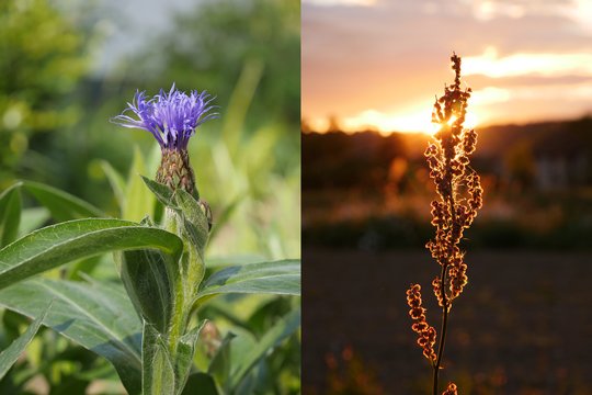 Panasonic GH5 Beispielfoto: Blume links: f/5,6, 1/200, ISO 200, schöne Hintergrund-Unschärfe; Blume rechts: f/5,6, 1/250, ISO 640.