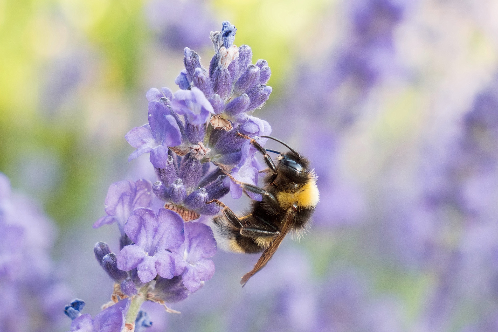 Panasonic GH5 Beispielfoto: Makro-Aufnahme mit Kit-Objektiv, f/5,6, 1/125, ISO 500, Foto Wolf Kramarz.