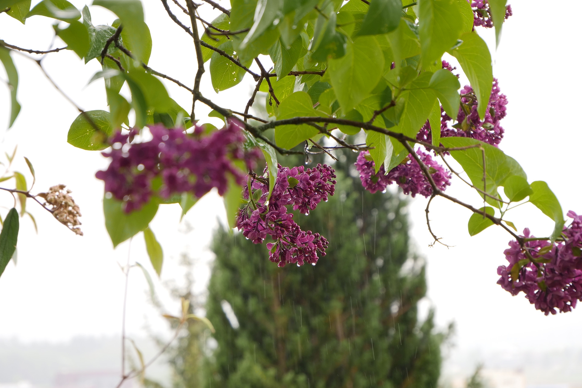 Panasonic GH5 Beispielfoto: Fotografieren im Regen kein Problem: f/5,6, 1/100, ISO 200.