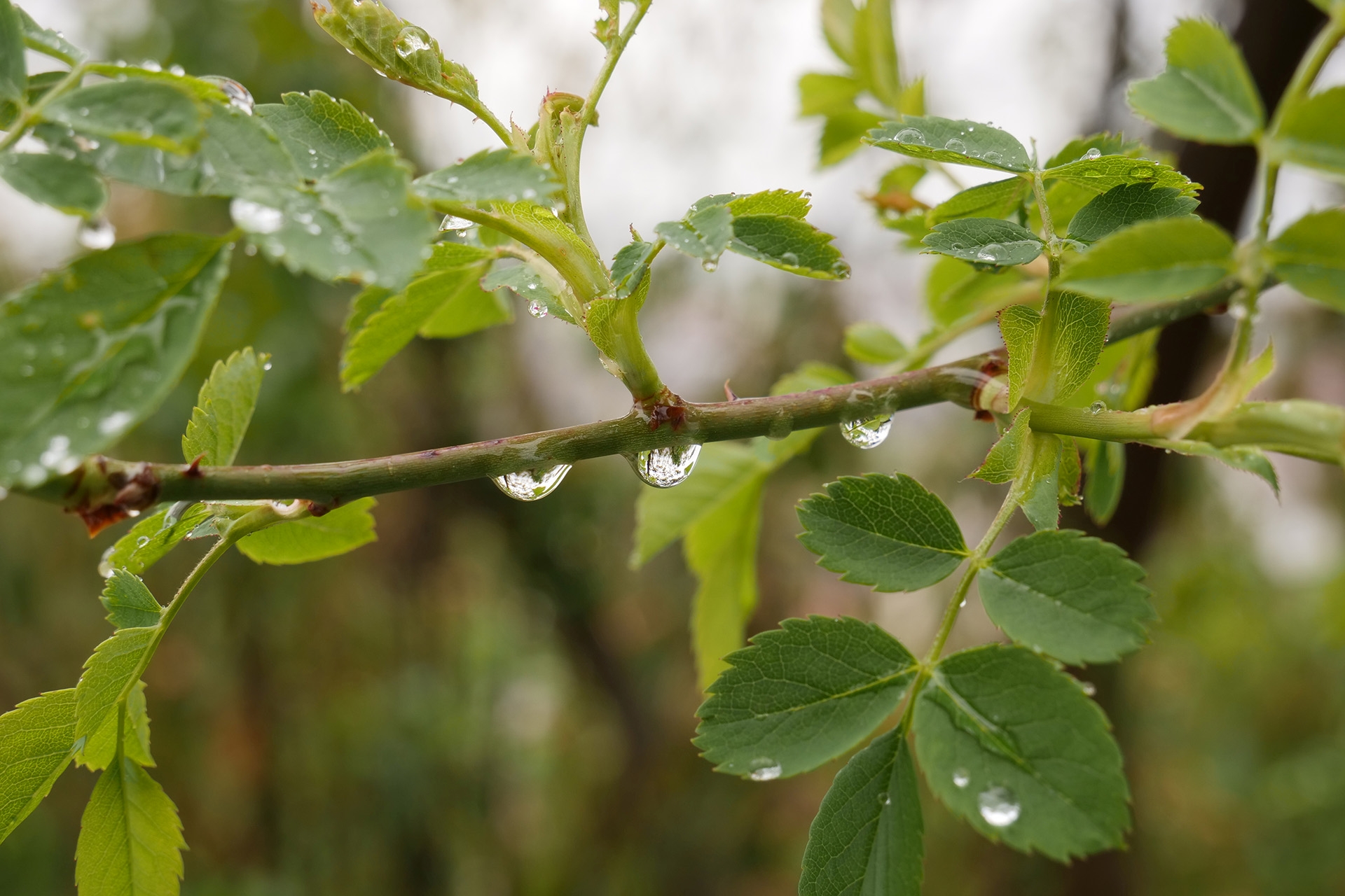 Panasonic GH5 Beispielfoto: Regentropfen im Bild und auf Kamera: f/6,3, 1/160, ISO 200.