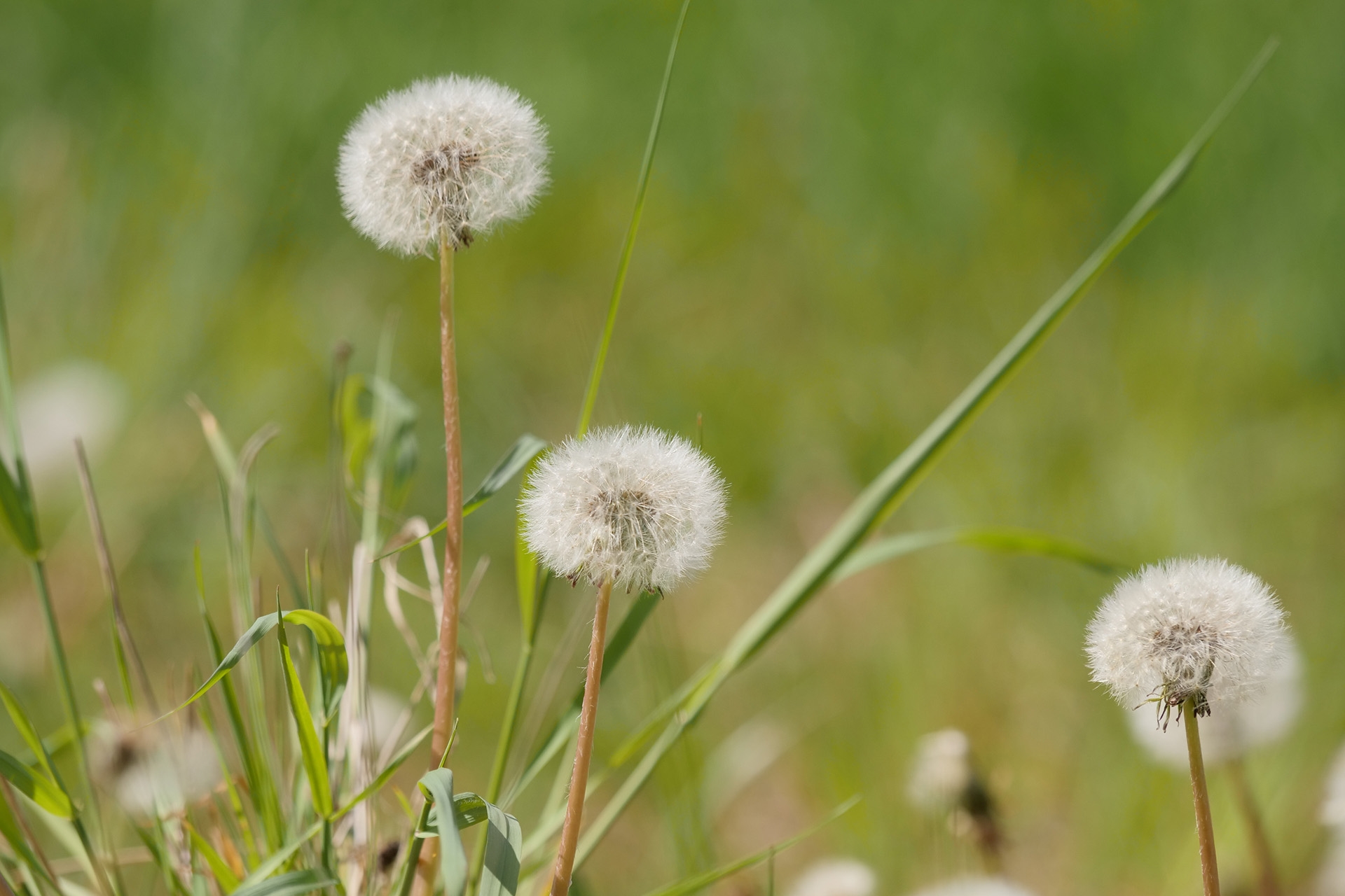 Panasonic GH5 Beispielfoto: Pusteblumen im Wind: f/5,6, 1/800, ISO 200.