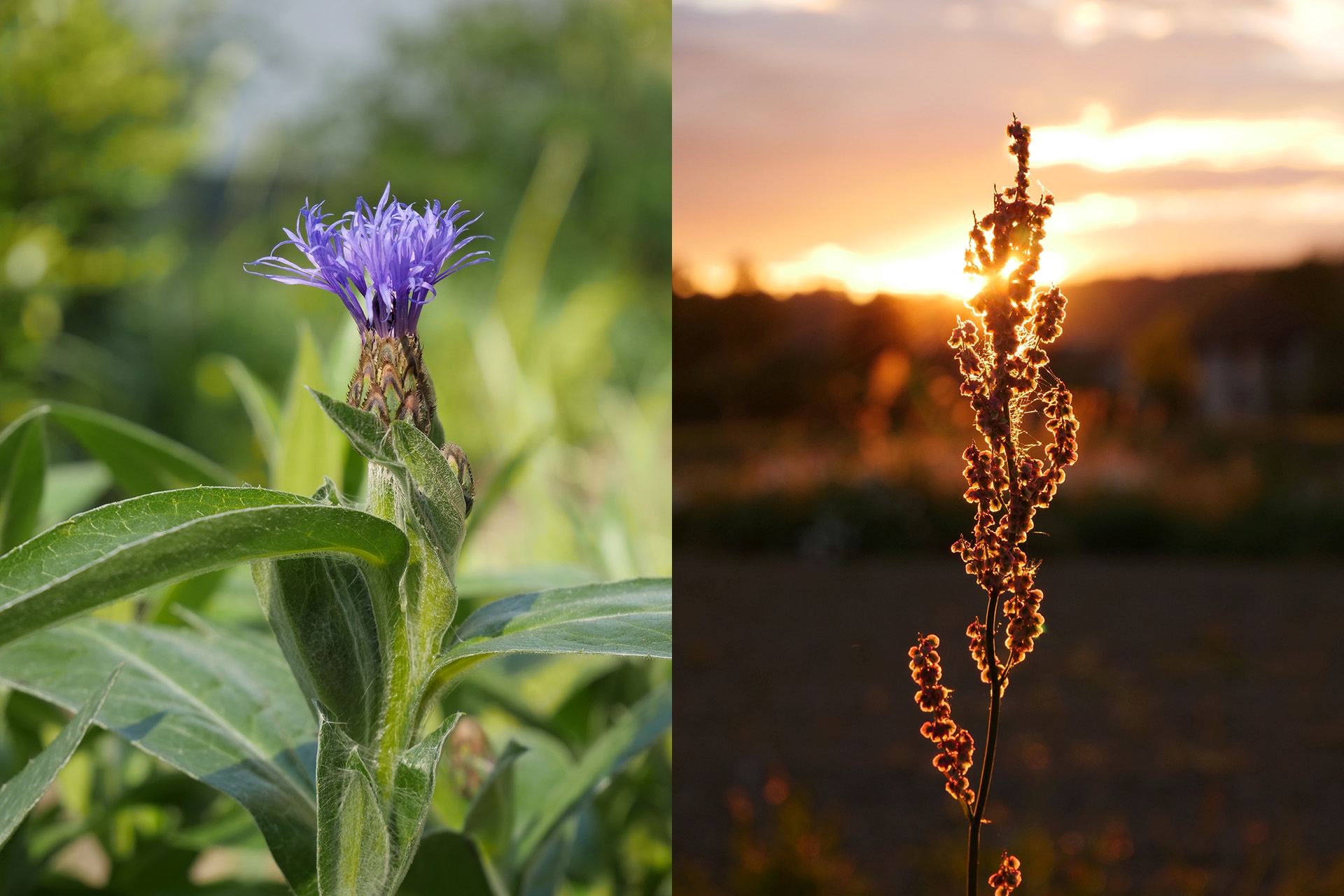 Panasonic GH5 Beispielfoto: Blume links: f/5,6, 1/200, ISO 200, schöne Hintergrund-Unschärfe; Blume rechts: f/5,6, 1/250, ISO 640.