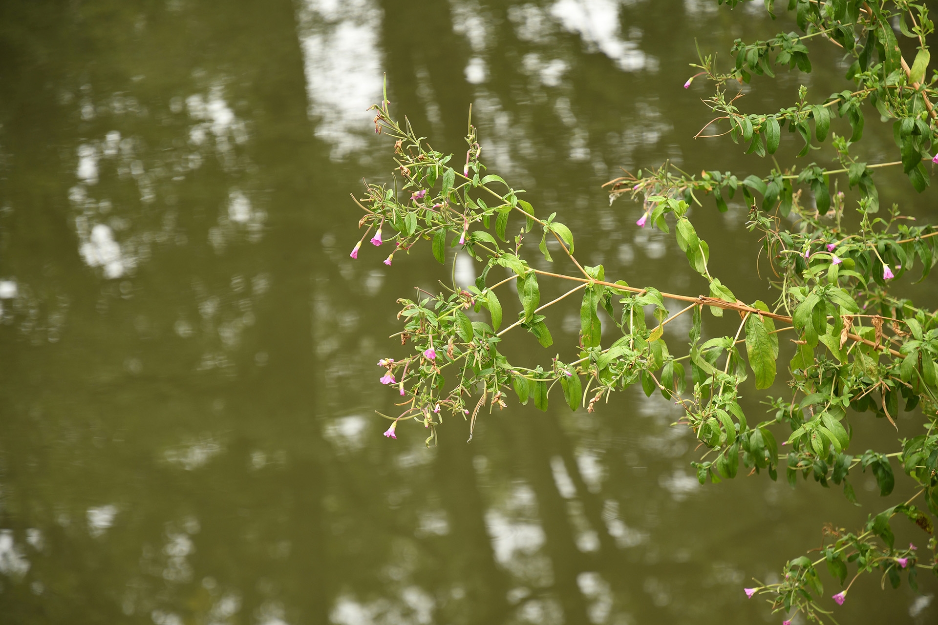 Nikon D7500: Picture-Control «Standard», kein Active D-Lighting, f/4, 1/160 Sek., ISO 200. Interessantes Bookeh. 