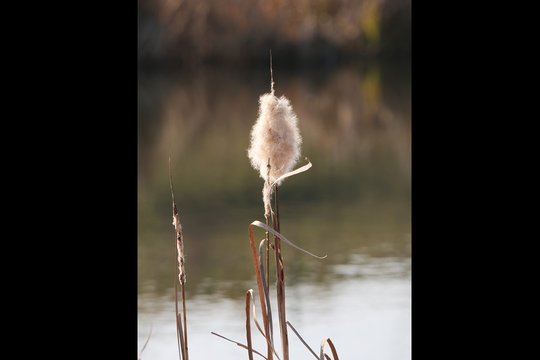 Panasonic Lumix DC-G9, Vorserien-Modell: Blende f/5.0, 1/500 sec., ISO 200, Mittenbetonte Messung, Brennweite 200 mm (400 mm KB). Einfaches Freistellen von Motiven, ansprechendes Bokeh des neuen Leica-200-mm-Objektivs.