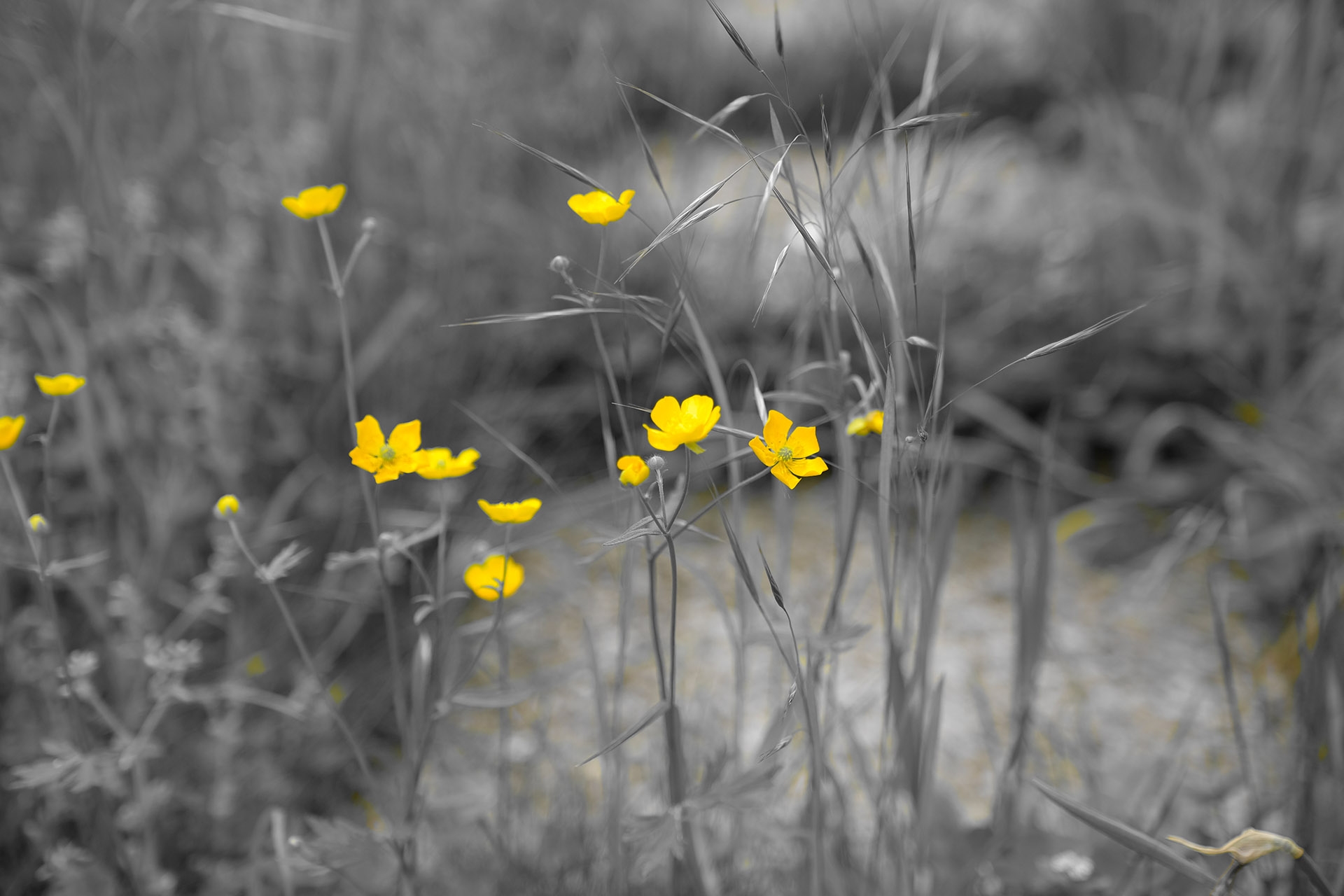 Fujifilm X-H1. Beispiel aus den erweiterten Effekten: Partielle Farbe = Gelb. Der Rest im Bild wird schwarzweiss dargestellt.