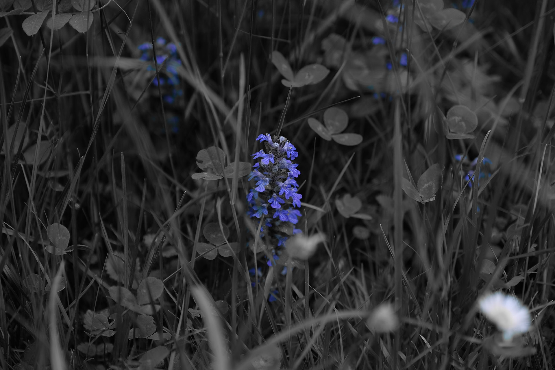 Fujifilm X-H1. Beispiel aus den erweiterten Effekten: Partielle Farbe = Blau. Der Rest im Bild wird schwarzweiss dargestellt.