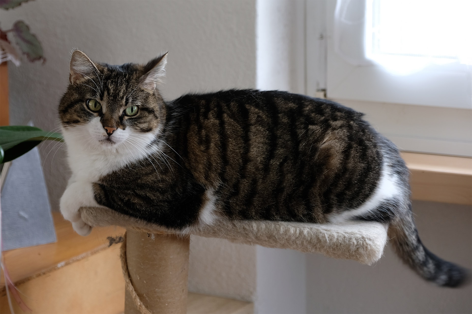 Fujifilm X-H1, Beispielfoto 7. 83 mm, f/3.2, 1/20 Sek., ISO 200.