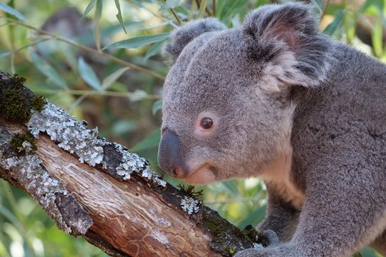 Down Under im Zoo Zürich: Brennweite 448 mm, f/5.2, 1/200 Sek., ISO-320.