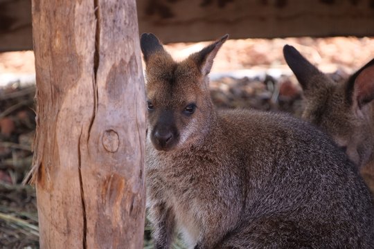 Down Under im Zoo Zürich: Brennweite 800 mm, f/6.3, 1/200 Sek., ISO-500.