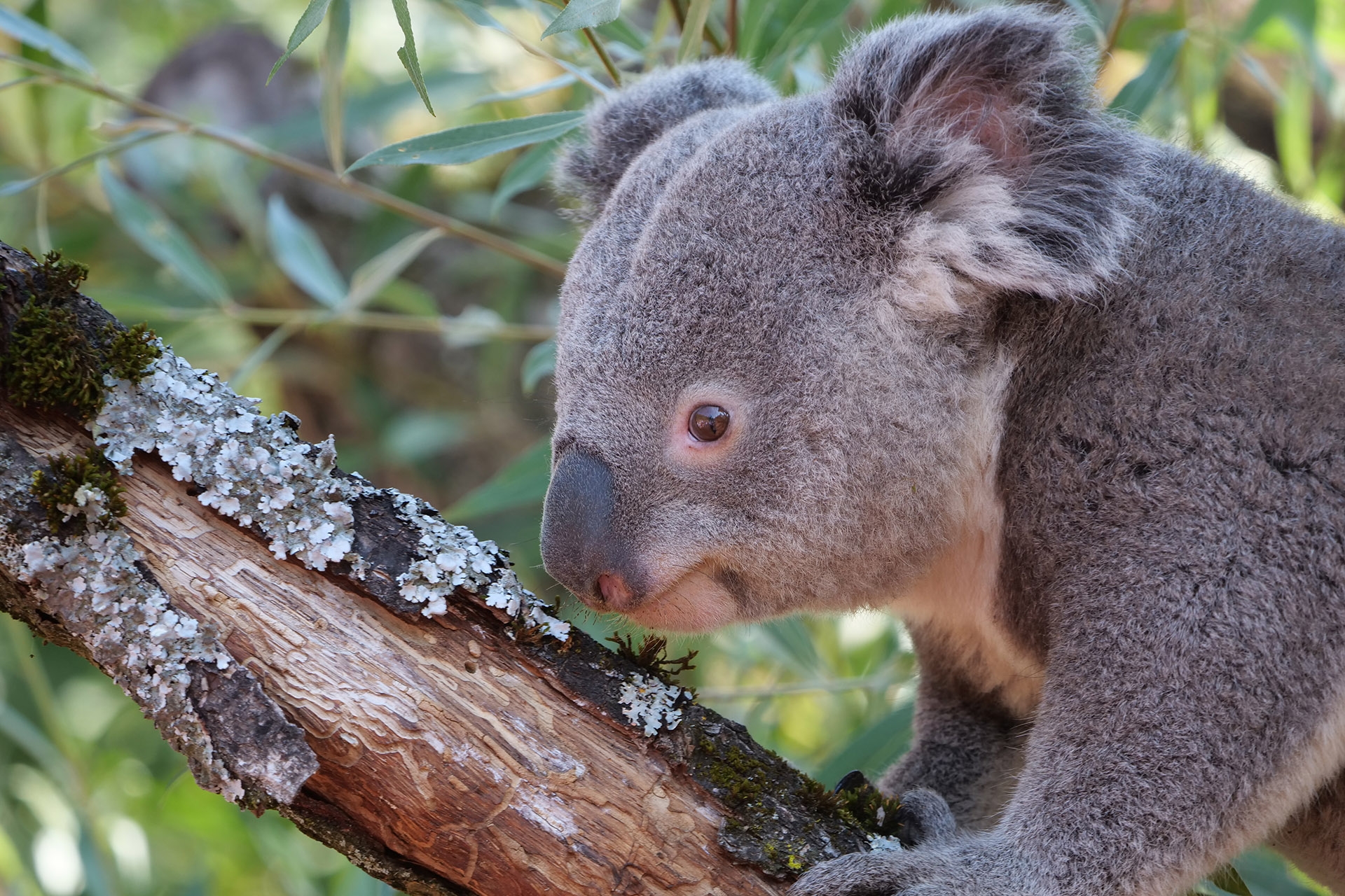 Down Under im Zoo Zürich: Brennweite 448 mm, f/5.2, 1/200 Sek., ISO-320.