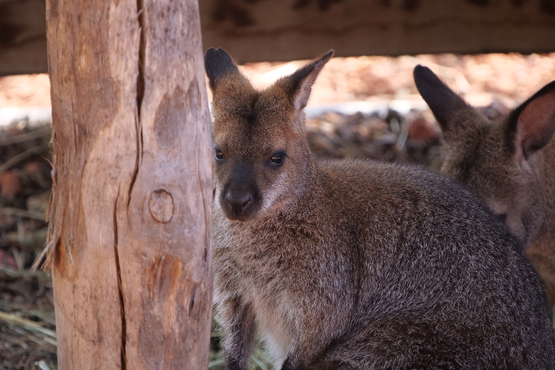 Down Under im Zoo Zürich: Brennweite 800 mm, f/6.3, 1/200 Sek., ISO-500.