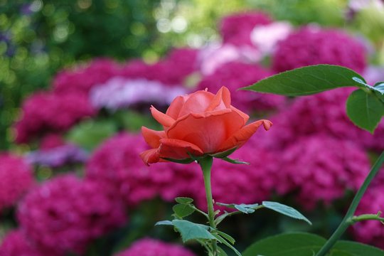 Freigestellte Rose. Brennweite 100 mm, f/4, 1/125 Sek., ISO 125.