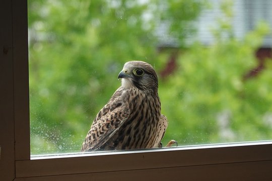 Neugieriger junger Turmfalke. Schnappschuss mit Automatik durch Fensterscheibe. Brennweite 200 mm, f/4.5, 1/200 Sek., ISO 250.