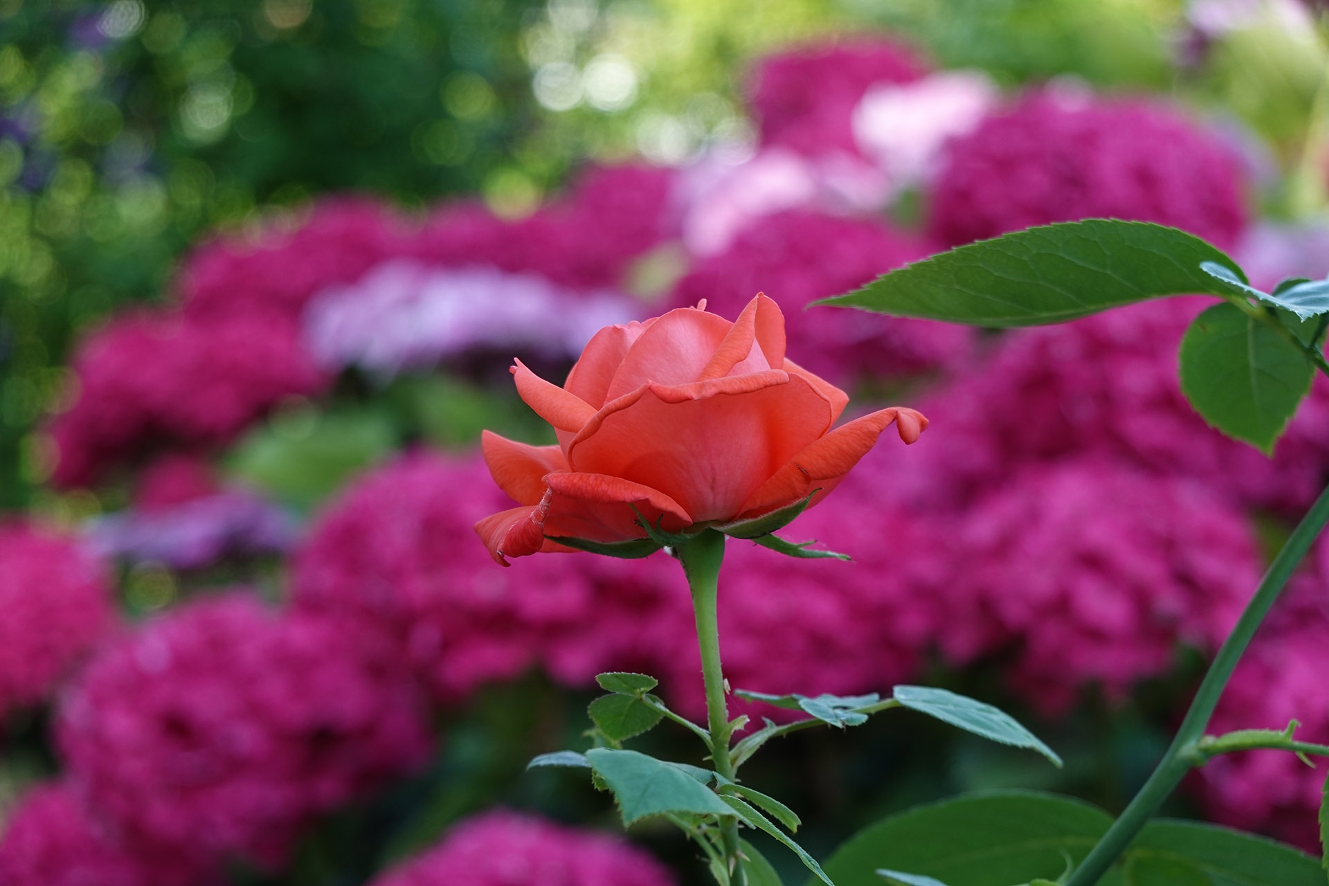 Freigestellte Rose. Brennweite 100 mm, f/4, 1/125 Sek., ISO 125.