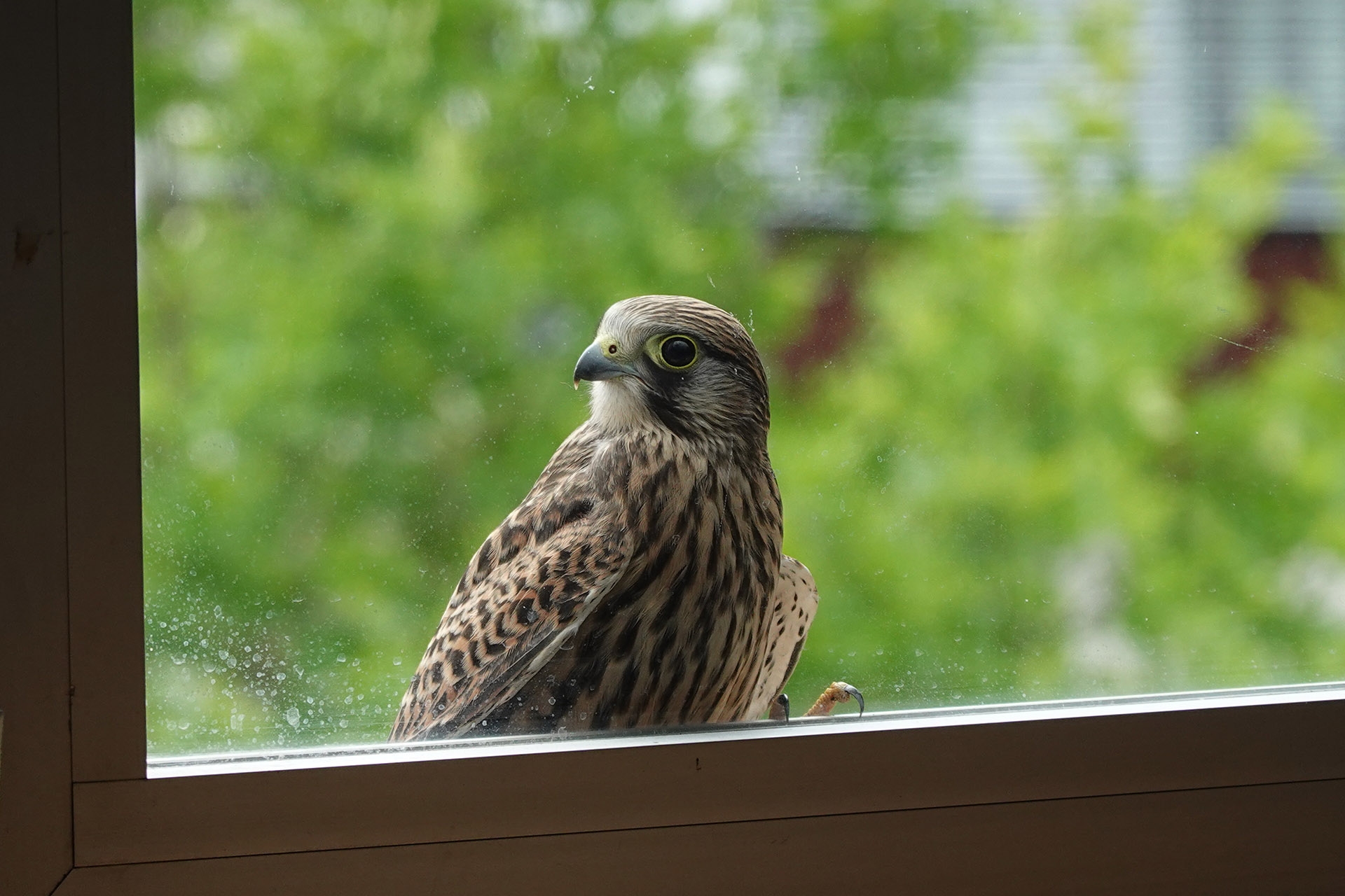 Neugieriger junger Turmfalke. Schnappschuss mit Automatik durch Fensterscheibe. Brennweite 200 mm, f/4.5, 1/200 Sek., ISO 250.