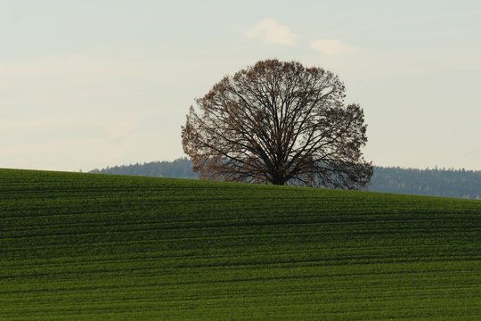 Fujinon XF 200mm F2 R LM OIS WR + 1.4x, Brennweite 420 mm (KB), 1/800 sec., f/8, ISO 640.