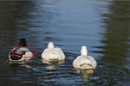 Verfolgte Enten 1: Das AF-Feld (rotes Rechteck) passt sich der Motivform an und bleibt dran.