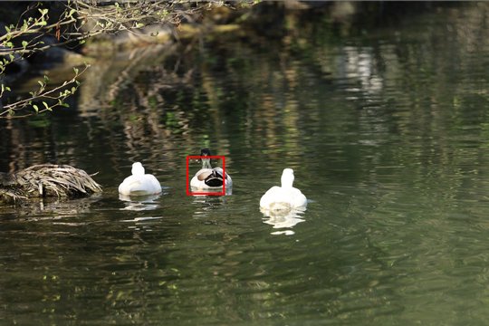 Verfolgte Enten 2: Das AF-Feld (rotes Rechteck) passt sich der Motivform an und bleibt dran.