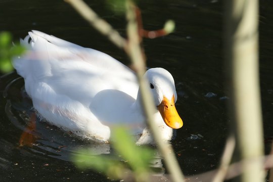 EF 70-200mm f/4L IS USM +1.4x, Brennweite 266 mm, f/9.0, 1/400 sec., ISO 400, Weissabgleich Tageslicht.