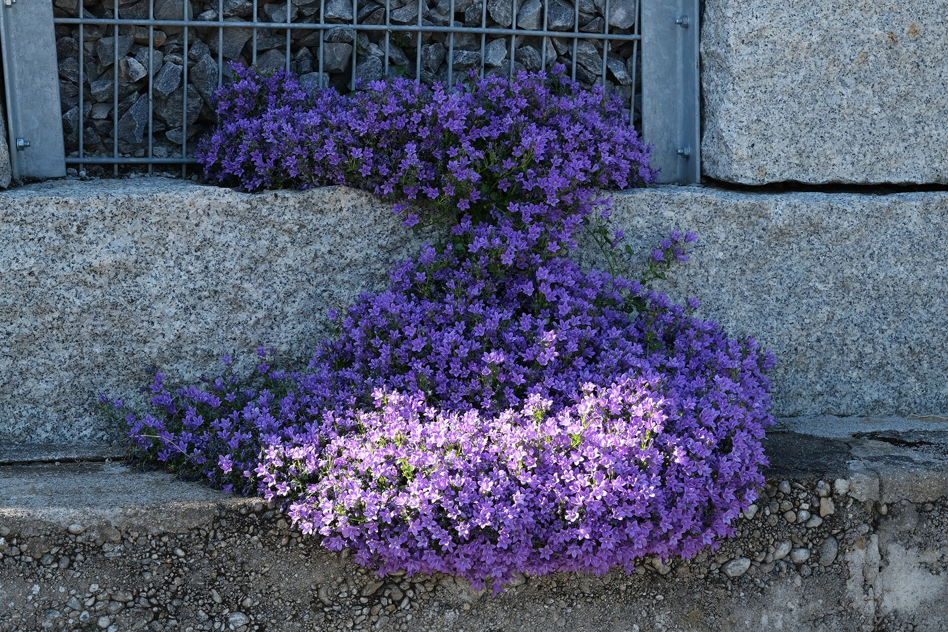 Brennweite 67 mm (KB), 1/80 sec., f/8, ISO 160, WB sonnig.