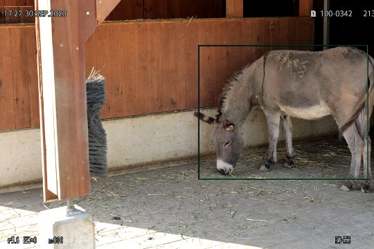 Eselkörper-Erkennung.