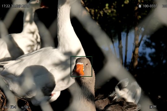 Kopf-Erkennung bei einer Gans. 