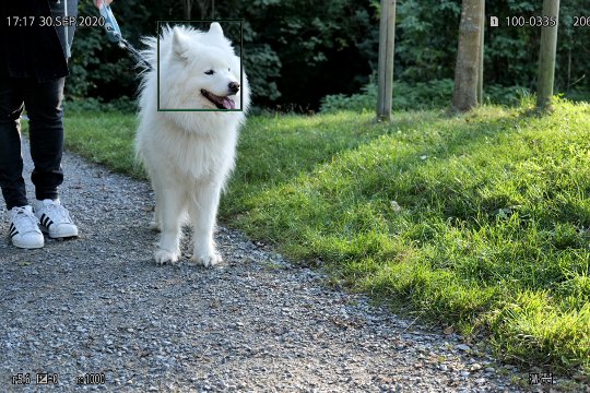 Hundekopf-Erkennung.