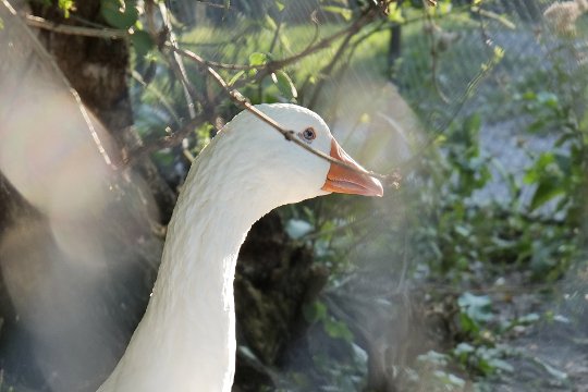 Gänseaufnahme durch Äste und Zaun im Original, Ausschnitt.