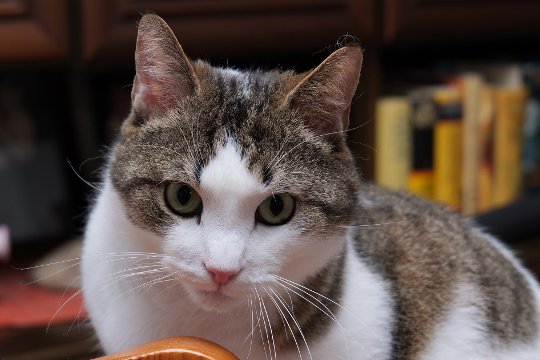 Schau mir in die Katzenaugen, Ausschnitt.