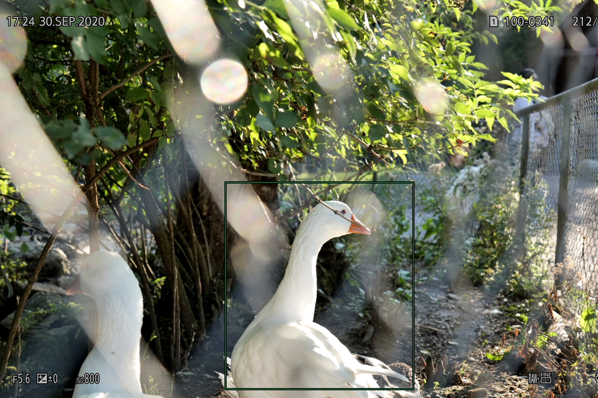 Körpererkennung Gans.