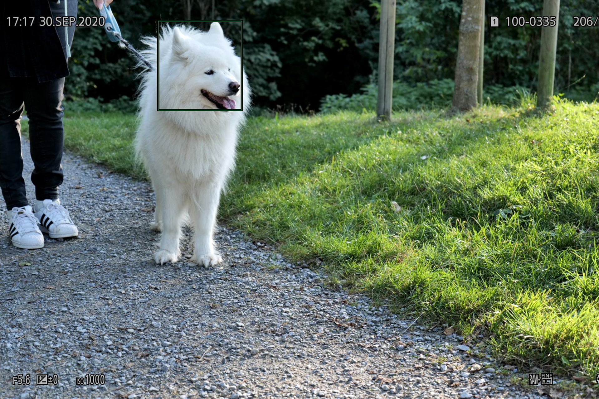 Hundekopf-Erkennung.