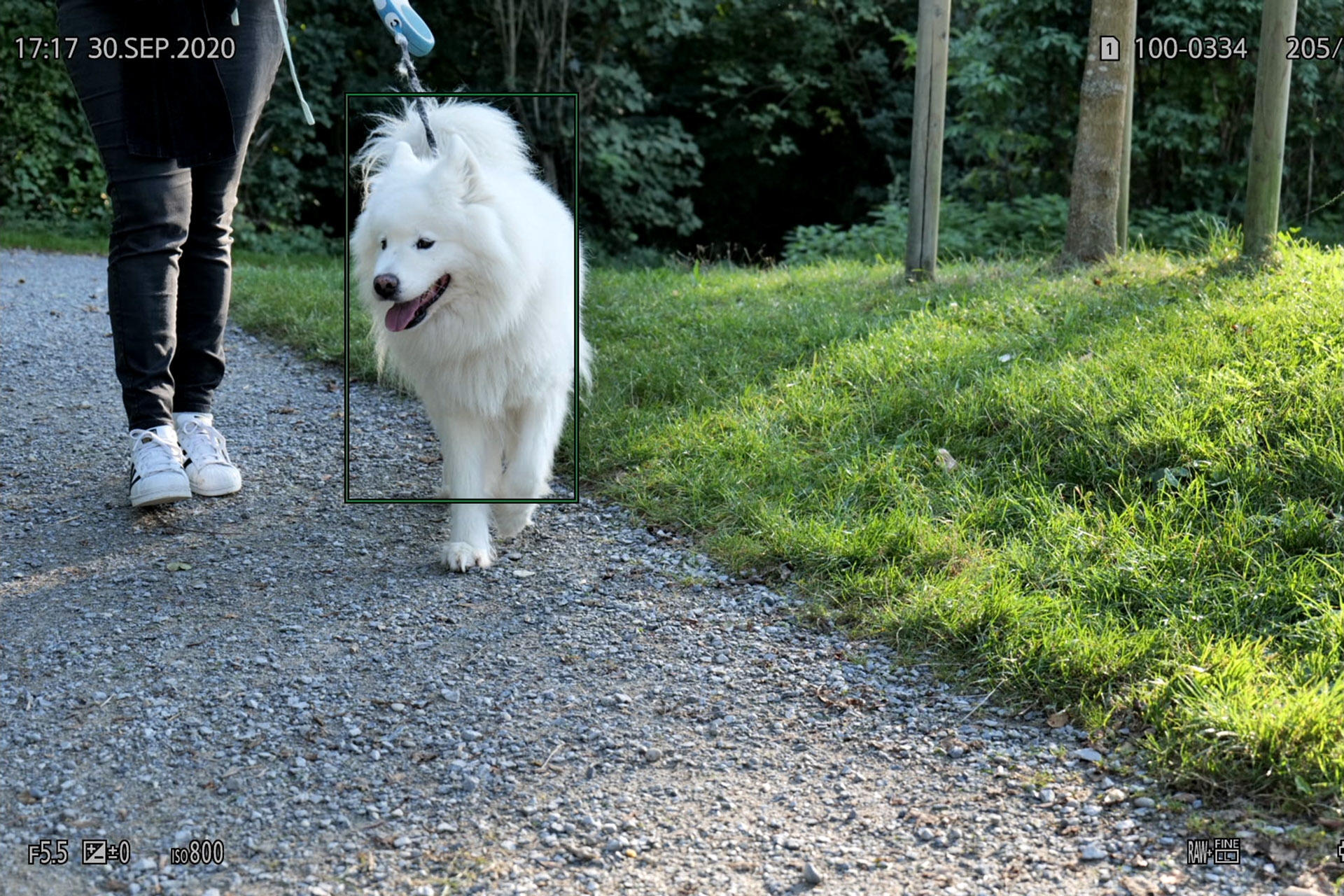 Hundekörper-Erkennung.